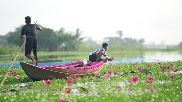 View of people in a boat harvesting pink water lilies Bangladesh. View of people in a boat harvesting pink water lilies Bangladesh.