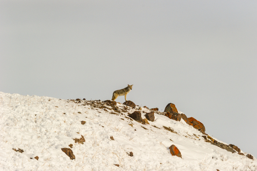 View of a coyote standing on a snow covered hillside with scattered rocks in Yellowstone National Park Wyoming United States. View of a coyote standing on a snow covered hillside with scattered rocks in Yellowstone National Park Wyoming United States.