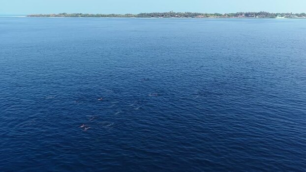 Aerial view of a pod of dolphins swimming in the ocean Maldives. Aerial view of a pod of dolphins swimming in the ocean Maldives.