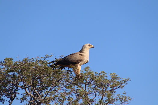 View of a Tawny Eagle perched on the branches of a tree against a clear blue sky at Tumbeta Private Game Reserve in Thabazimbi Limpopo South Africa.
