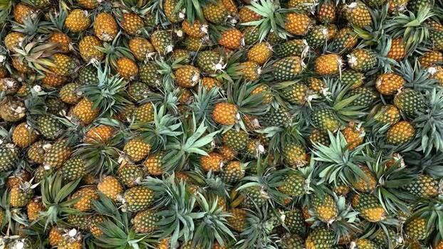 Aerial view of a large pile of harvested pineapples Bangladesh. Aerial view of a large pile of harvested pineapples Bangladesh.