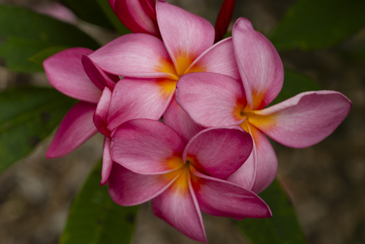 View of vibrant pink plumeria flowers with yellow centers in Honolulu Hawaii United States.