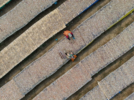 Cox s Bazar Bangladesh 11 March 2026 Aerial view of workers tending to rows of drying fish on long wooden racks under the sun. Cox s Bazar Bangladesh 11 March 2026 Aerial view of workers tending to rows of drying fish on long wooden racks under the sun.