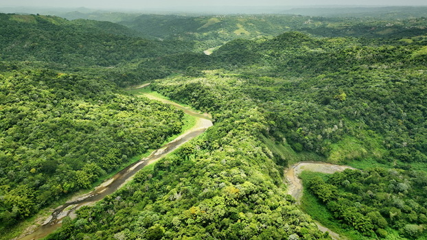 Aerial view of a winding river flowing through the dense lush green tropical forest of the mountainous landscape in San Sebastian Puerto Rico.