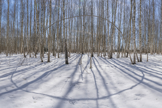 View of stark birch trees cast long dramatic shadows across a pristine snow covered ground creating a mesmerizing pattern of light and dark Pereslavl Zalessky Yaroslavl Oblast Russia. View of stark birch trees cast long dramatic shadows across a pristine snow covered ground creating a mesmerizing pattern of light and dark Pereslavl Zalessky Yaroslavl Oblast Russia.
