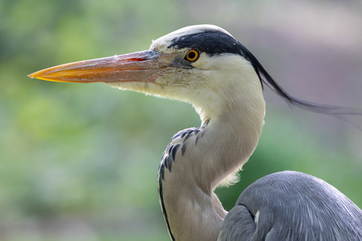 View of a grey heron profile showing its sharp beak and orange eye against a soft green background in Mulhouse Grand Est France.