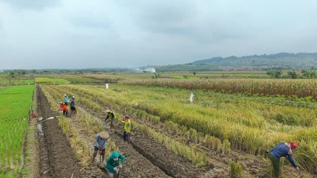 Aerial view of farm workers in fields Indonesia.