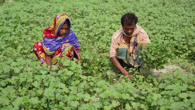 View of two farmers working in a green field Bangladesh. View of two farmers working in a green field Bangladesh.
