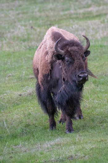 View of an American bison walking through the grassy meadows of Yellowstone National Park Wyoming United States. View of an American bison walking through the grassy meadows of Yellowstone National Park Wyoming United States.