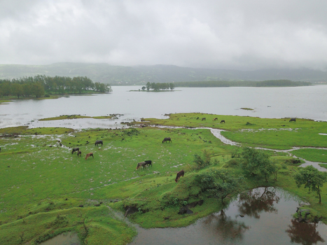 Aerial view of buffaloes grazing in Khondagewadi in Lonavla city of Maharashtra state in India.