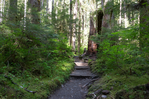 View of a hiking trail winding through a lush mossy temperate rainforest in Olympic National Park with towering trees and ferns in Port Angeles Washington United States.