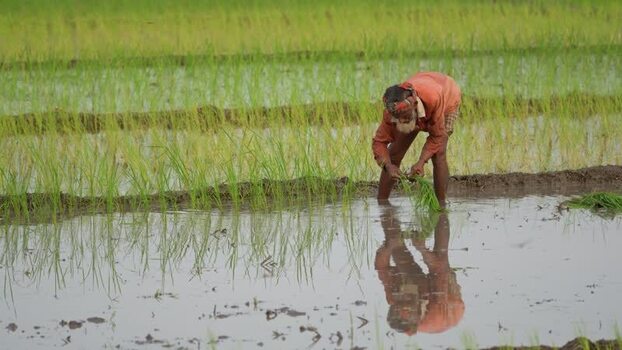 View of a farmer working in a rice paddy field in Bangladesh.