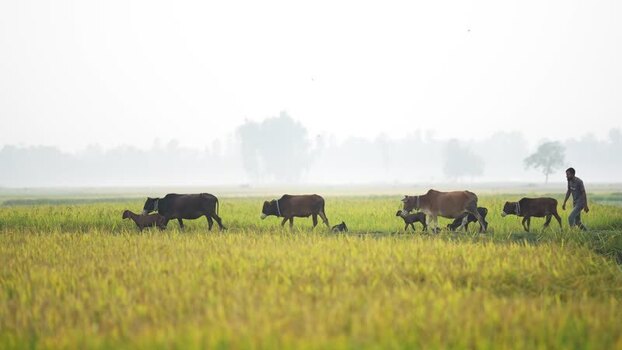 View of a farmer herding cattle through fields in Bangladesh.