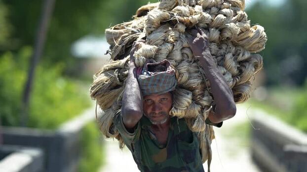 View of a man carrying a large bundle of jute fibers Bangladesh.