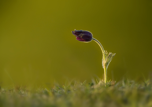 View of a single Pasque flower backlit by the golden hour sun in a grassy field in Cambridgeshire United Kingdom. View of a single Pasque flower backlit by the golden hour sun in a grassy field in Cambridgeshire United Kingdom.