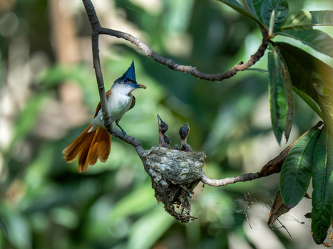 View of an Indian Paradise Flycatcher feeding its chicks in a nest on a tree branch surrounded by lush green foliage in Kallar Kahar Punjab Pakistan. View of an Indian Paradise Flycatcher feeding its chicks in a nest on a tree branch surrounded by lush green foliage in Kallar Kahar Punjab Pakistan.