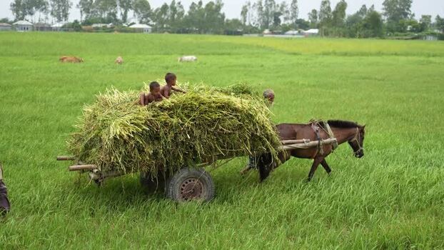 View of a horse drawn cart carrying fodder in a field Bangladesh. View of a horse drawn cart carrying fodder in a field Bangladesh.