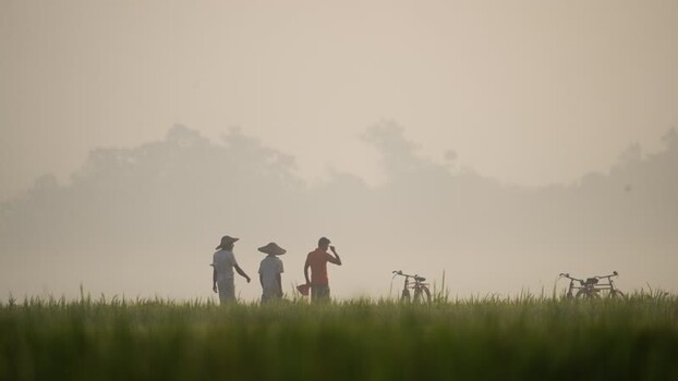 View of farmers walking through a misty rice field Bangladesh. View of farmers walking through a misty rice field Bangladesh.