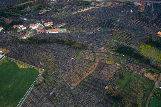 Aerial view of the unique volcanic stone walled vineyards and rural houses under soft daylight Biscoitos Azores Portugal. Aerial view of the unique volcanic stone walled vineyards and rural houses under soft daylight Biscoitos Azores Portugal.