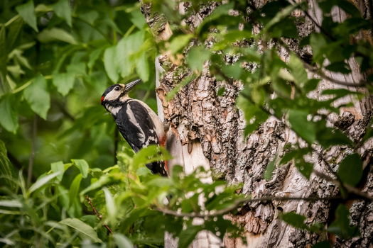 View of a great spotted woodpecker perched on a textured tree trunk amidst lush green foliage in Debrzno Pomeranian Voivodeship Poland. View of a great spotted woodpecker perched on a textured tree trunk amidst lush green foliage in Debrzno Pomeranian Voivodeship Poland.