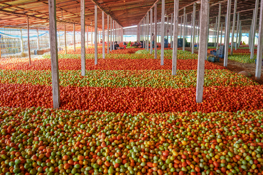 Bogura Bangladesh 25 May 2024 View of vast quantities of red and green tomatoes spread across the floor of a warehouse with workers sorting produce under a wooden roof. Bogura Bangladesh 25 May 2024 View of vast quantities of red and green tomatoes spread across the floor of a warehouse with workers sorting produce under a wooden roof.