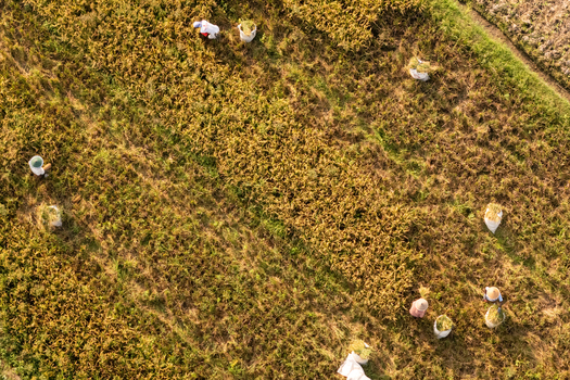 Aerial view of farmers harvesting golden rice in a rural field in Indonesia.