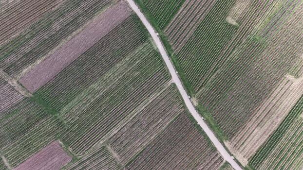 Aerial view of vineyards and a rural road in Ribeauville France. Aerial view of vineyards and a rural road in Ribeauville France.