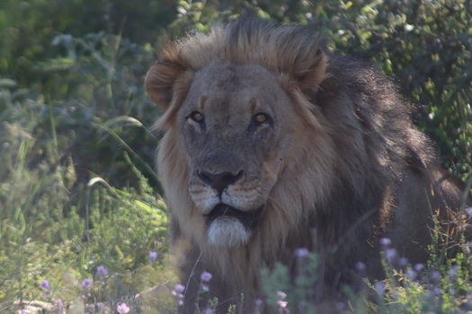 View of a male lion with a full mane resting in the bushes at Tumbeta Private Game Reserve in Thabazimbi Limpopo South Africa.