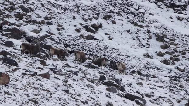 View of mountain goats in Khunjerab National Park Pakistan. View of mountain goats in Khunjerab National Park Pakistan.