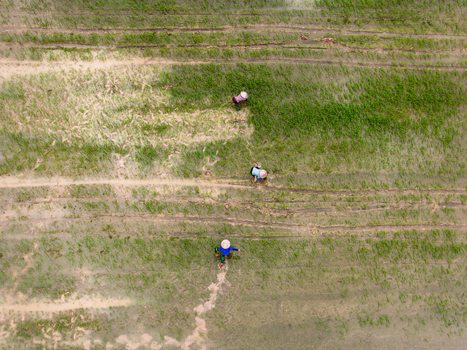 Aerial view of farmers wearing conical hats working in a lush green rice paddy field in Vietnam. Aerial view of farmers wearing conical hats working in a lush green rice paddy field in Vietnam.