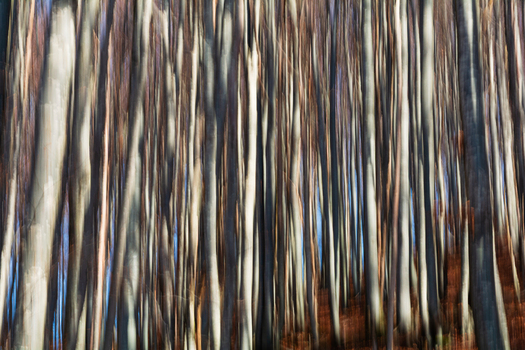 View of blurred trees create an abstract textured spectacle of vertical lines with contrasting colors in the forest near Passo del Lagastrello Comano Tuscany Italy. View of blurred trees create an abstract textured spectacle of vertical lines with contrasting colors in the forest near Passo del Lagastrello Comano Tuscany Italy.