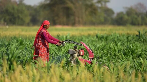 View of a woman operating a power tiller in a green field Nepal.