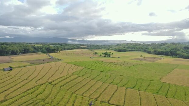 Aerial view of terraced rice fields and lush hills in Indonesia.