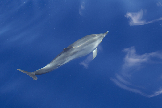 View of a bottlenose dolphin swimming gracefully through the deep blue ocean waters off the coast of Madeira. View of a bottlenose dolphin swimming gracefully through the deep blue ocean waters off the coast of Madeira.