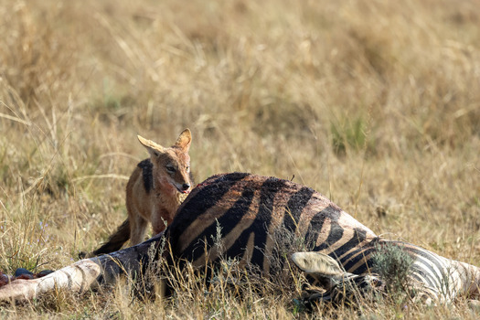 View of a black backed jackal feeding on a zebra carcass in the dry grass of Welgevonden Game Reserve in Waterberg District Municipality Limpopo South Africa.