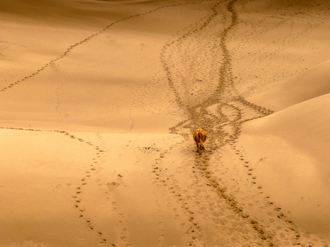 Aerial view of a lone animal walking across the vast sand dunes of the desert leaving distinct tracks in the soft sand in Senek Mangystau Region Kazakhstan.