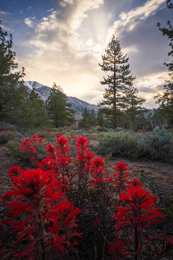Aerial view of red Indian Paintbrush wildflowers blooming in a forest clearing with pine trees and snow capped mountains under a sunset sky Mono County California United States. Aerial view of red Indian Paintbrush wildflowers blooming in a forest clearing with pine trees and snow capped mountains under a sunset sky Mono County California United States.