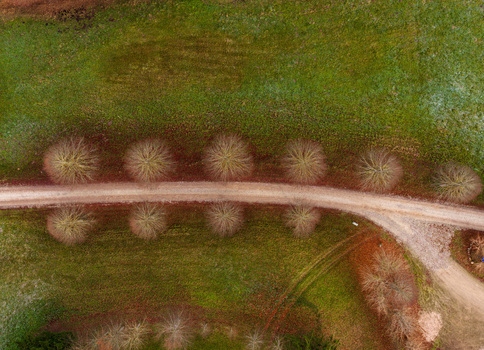 Aerial view of a dirt road lined with symmetrical leafless trees across green and brown fields Lithuania. Aerial view of a dirt road lined with symmetrical leafless trees across green and brown fields Lithuania.