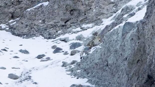 View of a snow leopard in Khunjerab National Park Pakistan. View of a snow leopard in Khunjerab National Park Pakistan.