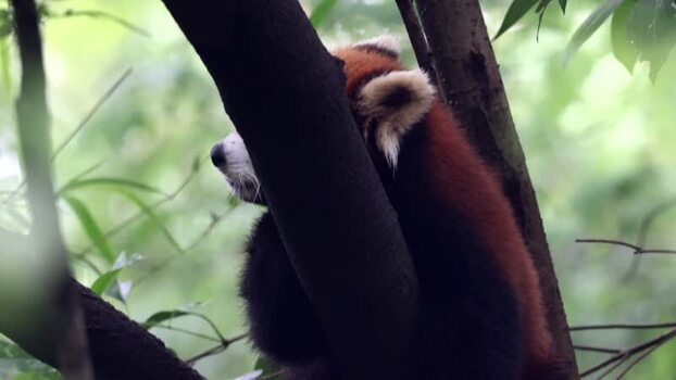 View of a red panda resting in a tree China. View of a red panda resting in a tree China.