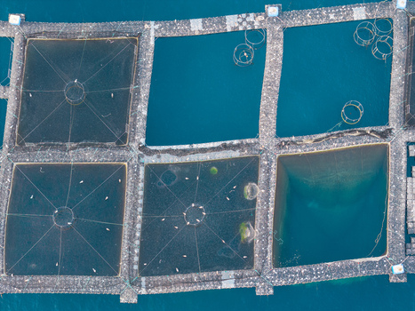Aerial view of fish farming cages floating in the clear blue sea in Antibes Provence Alpes Cote d Azur France. Aerial view of fish farming cages floating in the clear blue sea in Antibes Provence Alpes Cote d Azur France.
