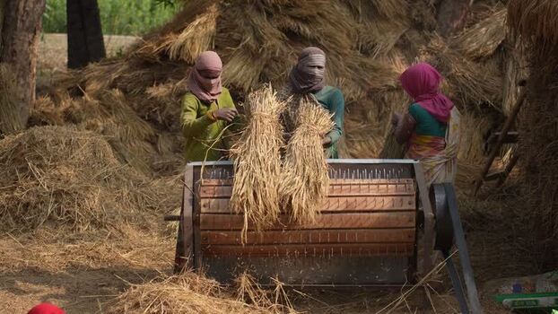 View of women using a threshing machine to process straw India.