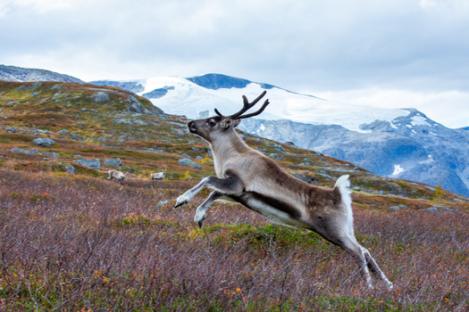 View of a reindeer leaping through the autumn tundra with snow capped mountains in the background in Fjord More og Romsdal Norway. View of a reindeer leaping through the autumn tundra with snow capped mountains in the background in Fjord More og Romsdal Norway.