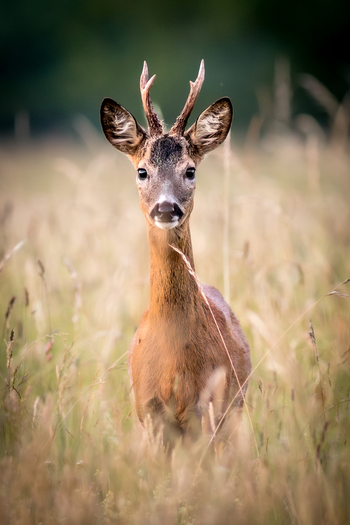 View of a roe deer buck standing in a field of tall grass looking directly at the camera in Debrzno Pomeranian Voivodeship Poland.
