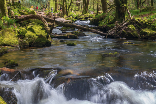 View of Golitha Falls National Nature Reserve with a river flowing over mossy rocks and surrounded by lush forest in Liskeard England United Kingdom. View of Golitha Falls National Nature Reserve with a river flowing over mossy rocks and surrounded by lush forest in Liskeard England United Kingdom.