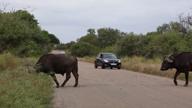 View of African buffaloes crossing a road South Africa.