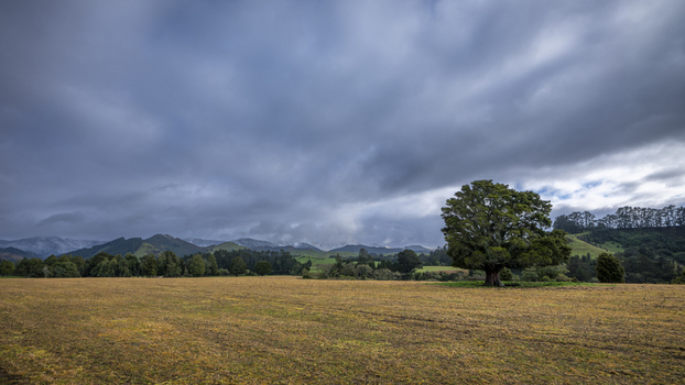 View of a large solitary tree in a golden field with the Ruahine Range in the background under a dramatic cloudy sky Manawatu Wanganui New Zealand. View of a large solitary tree in a golden field with the Ruahine Range in the background under a dramatic cloudy sky Manawatu Wanganui New Zealand.
