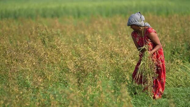 View of a woman harvesting crops in a field Nepal.