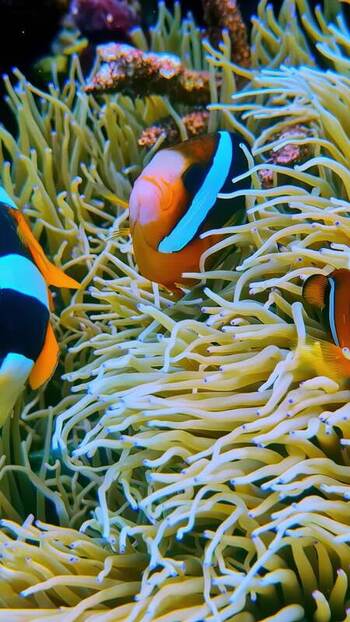 View of clownfish in a sea anemone in Bali Indonesia. View of clownfish in a sea anemone in Bali Indonesia.