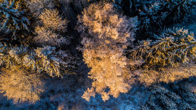 Aerial view of a snow covered forest in winter with golden sunlight illuminating the treetops in Latvia. Aerial view of a snow covered forest in winter with golden sunlight illuminating the treetops in Latvia.
